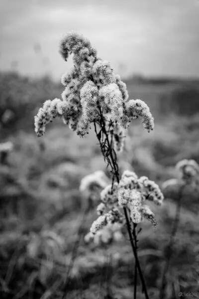 20211221_Ried_IMG_4518