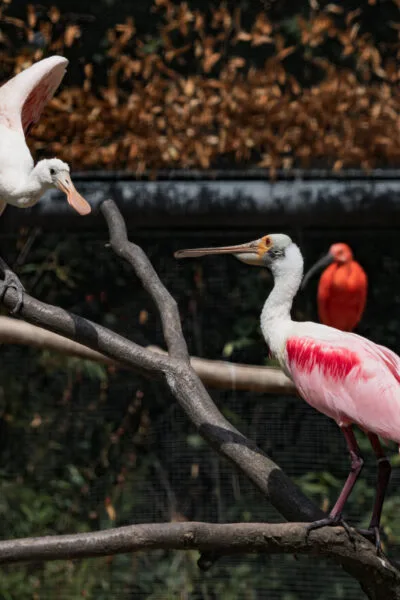 20190813_HeidelbergZoo_12833