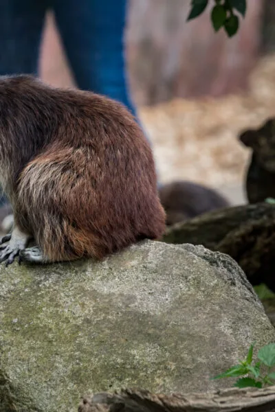 20190813_HeidelbergZoo_12934