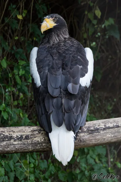 20190813_HeidelbergZoo_13011