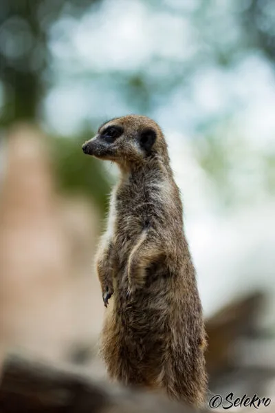 20190813_HeidelbergZoo_4170