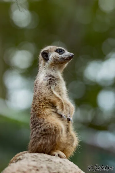 20190813_HeidelbergZoo_4173