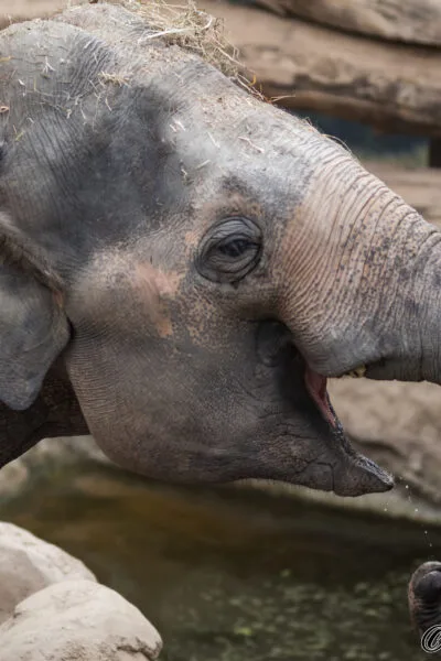 20190813_HeidelbergZoo_4326