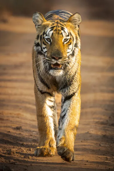 Indien