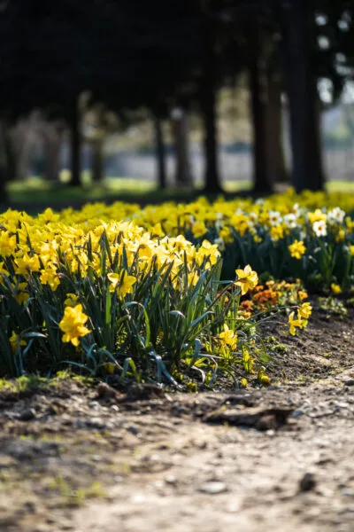 20190331_Kressbronn_Blumen_