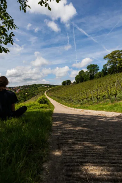 20190527_Wuerzburg Weinreben_11544