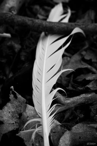 20211229_Makro_Feder_5D_21051