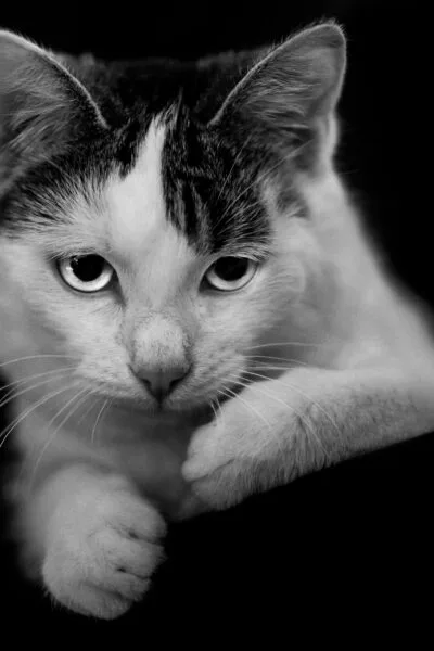 Tiere