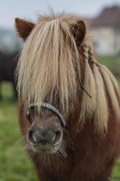 20181228_Pferd_4T4A7882