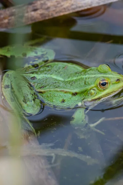 20210516_Frosch_5D_17369