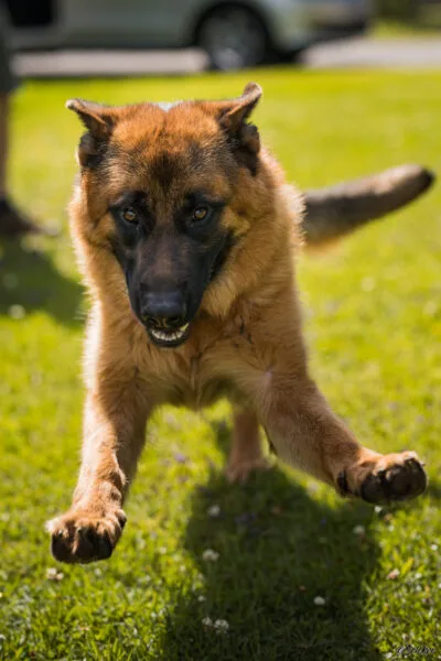 20210626_Hund_5D_17927