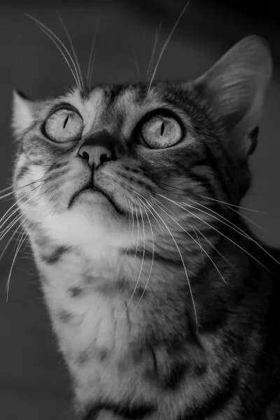 20210904_Katze_5D_18722-Bearbeitet